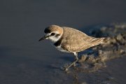 DPPhotography - Mallorca - Kentish plover - H