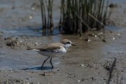 DPPhotography - Mallorca - Kentish plover - K