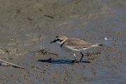 DPPhotography - Mallorca - Kentish plover - L