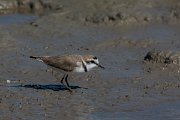 DPPhotography - Mallorca - Kentish plover - M