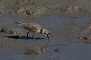 DPPhotography - Mallorca - Kentish plover - N