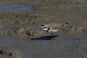 DPPhotography - Mallorca - Kentish plover - O