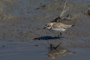 DPPhotography - Mallorca - Kentish plover - P
