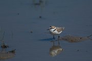 DPPhotography - Mallorca - Kentish plover - Q