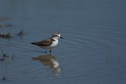 DPPhotography - Mallorca - Kentish plover - R