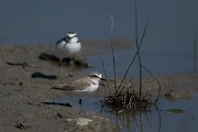 DPPhotography - Mallorca - Kentish plover - S
