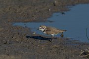 DPPhotography - Mallorca - Kentish plover - Y