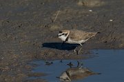 DPPhotography - Mallorca - Kentish plover - Z