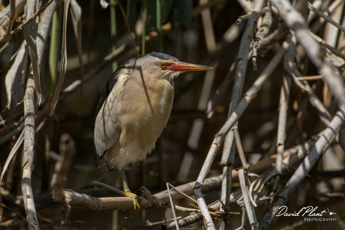 DPPhotography - Mallorca - Little bittern - C.jpg - Little bittern - s'Albufera, Mallorca