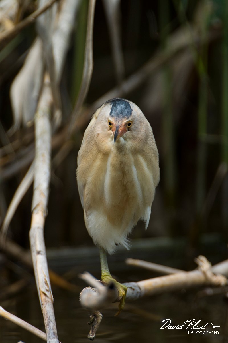 DPPhotography - Mallorca - Little bittern - D.jpg - Little bittern - s'Albufera, Mallorca