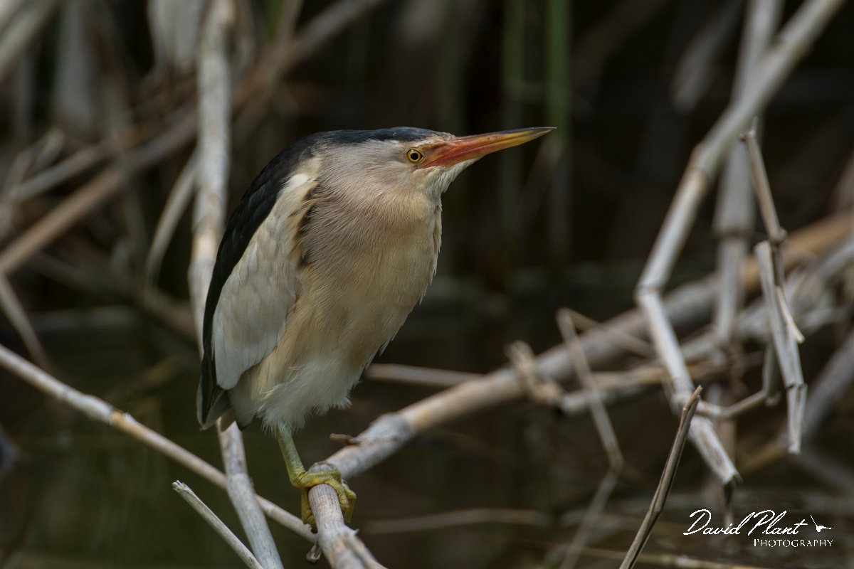 DPPhotography - Mallorca - Little bittern - E.jpg - Little bittern - s'Albufera, Mallorca