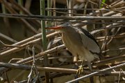 DPPhotography - Mallorca - Little bittern - A