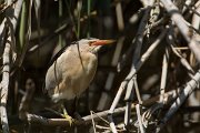 DPPhotography - Mallorca - Little bittern - B