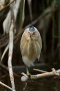 DPPhotography - Mallorca - Little bittern - D