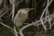 DPPhotography - Mallorca - Little bittern - E