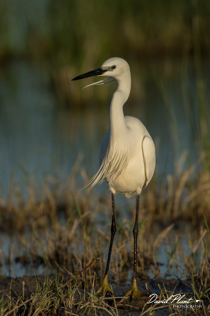 DPPhotography - Mallorca - Little egret - A.jpg - Little egret - s'Albufera, Mallorca
