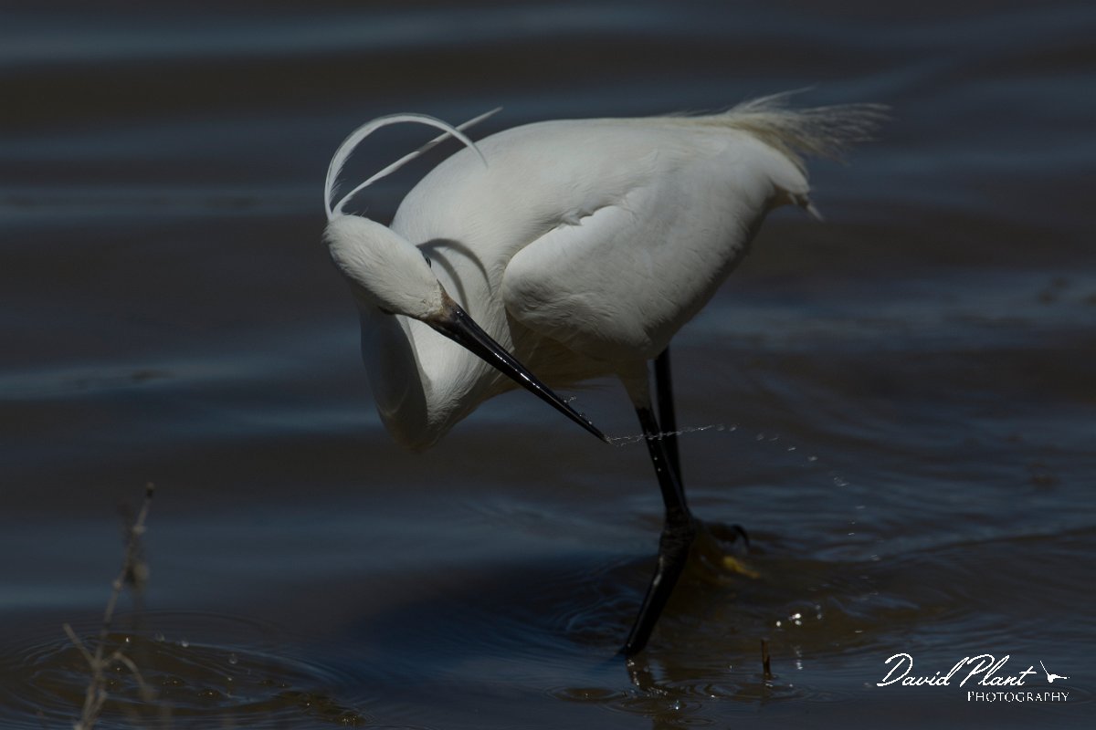 DPPhotography - Mallorca - Little egret - E.jpg - Little egret - s'Albufera, Mallorca