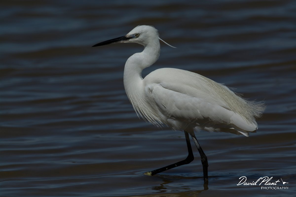DPPhotography - Mallorca - Little egret - F.jpg - Little egret - s'Albufera, Mallorca