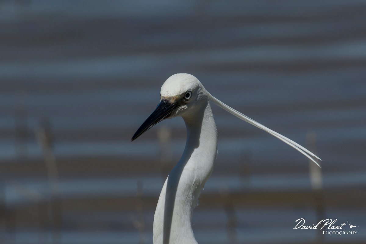 DPPhotography - Mallorca - Little egret - G.jpg - Little egret - s'Albufera, Mallorca