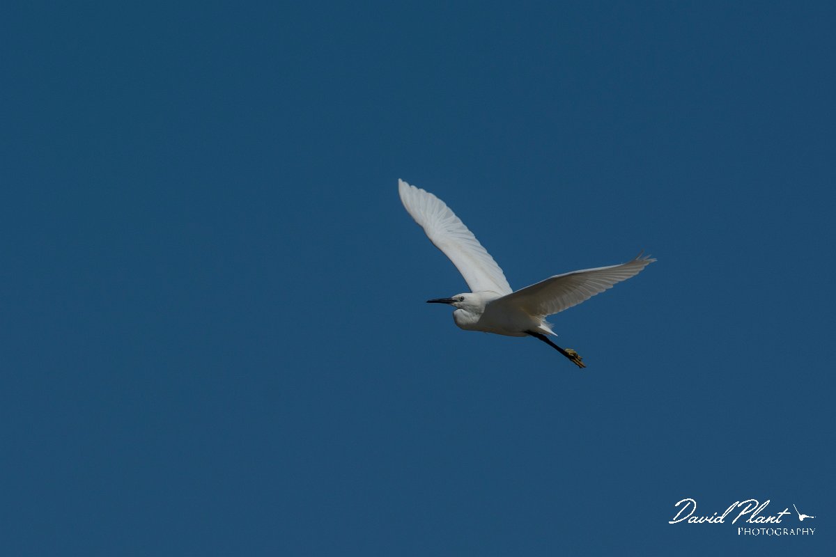 DPPhotography - Mallorca - Little egret - I.jpg - Little egret - s'Albufera, Mallorca