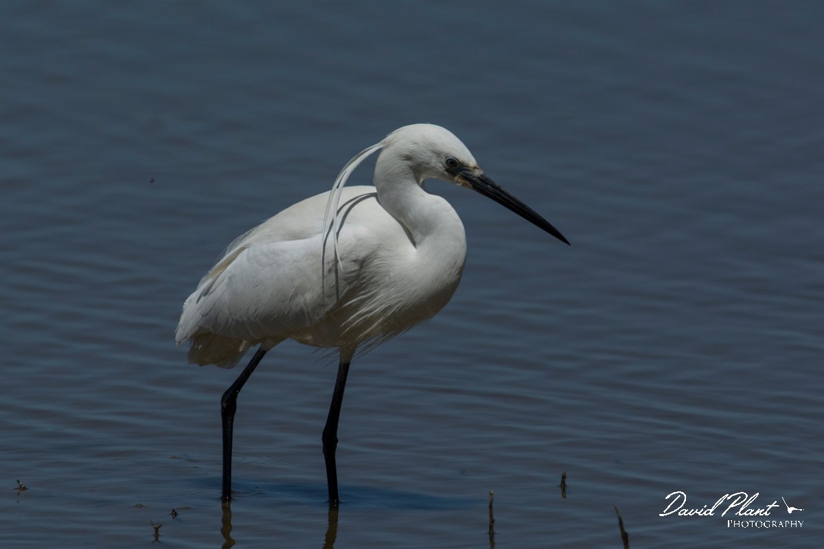 DPPhotography - Mallorca - Little egret - L.jpg - Little egret - s'Albufera, Mallorca