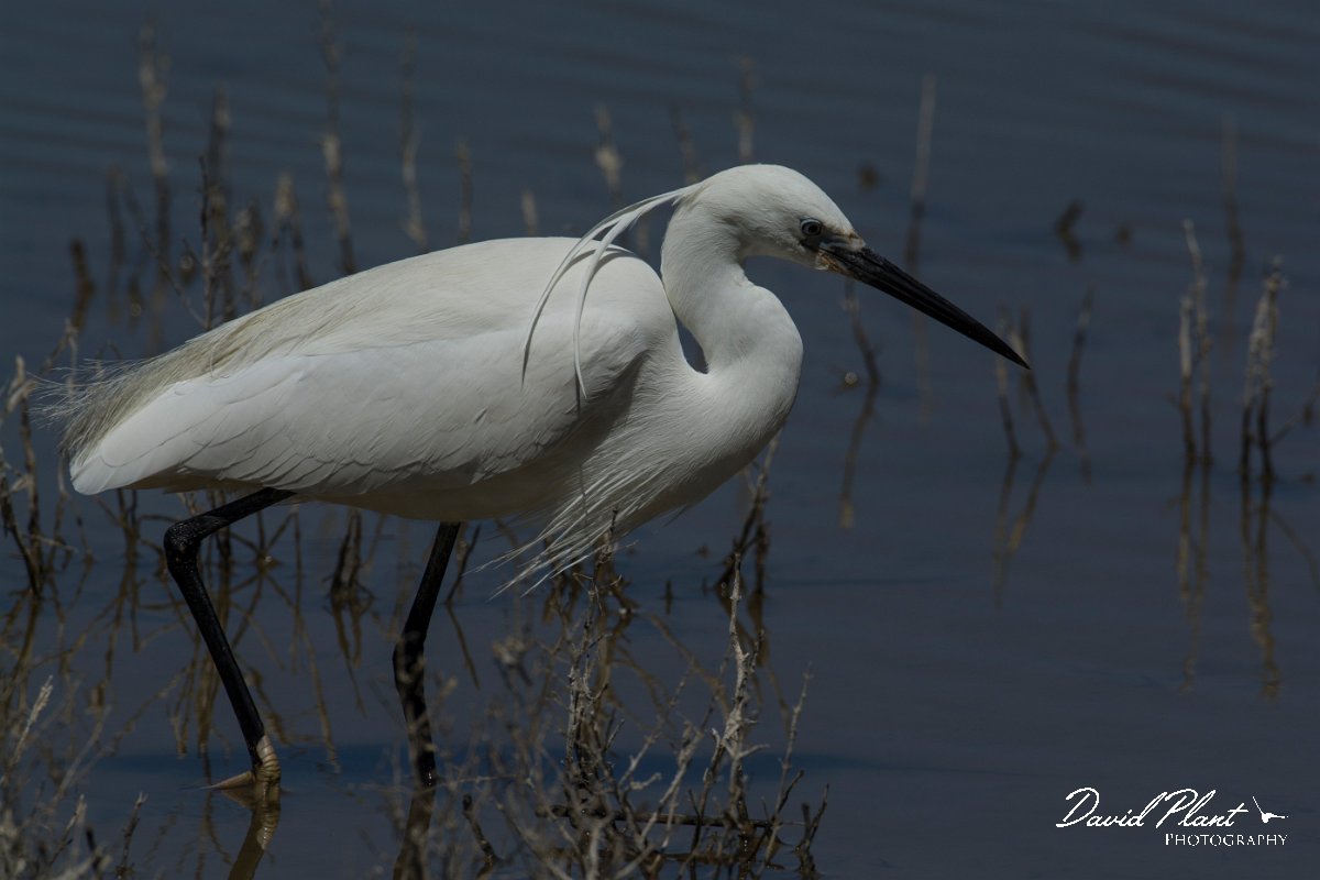 DPPhotography - Mallorca - Little egret - M.jpg - Little egret - s'Albufera, Mallorca