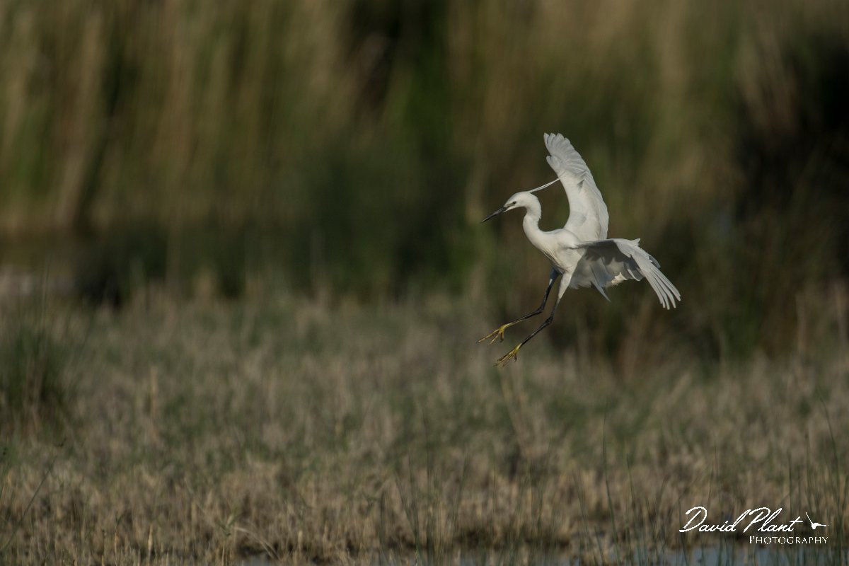 DPPhotography - Mallorca - Little egret - N.jpg - Little egret - s'Albufera, Mallorca