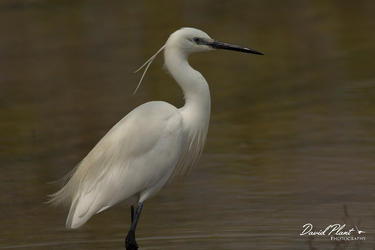 DPPhotography - Mallorca - Little egret - S.jpg - Little egret - s'Albufera, Mallorca