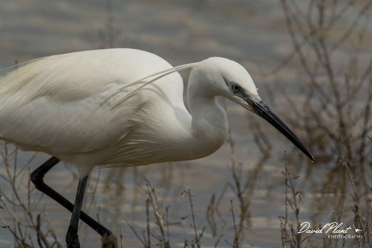 DPPhotography - Mallorca - Little egret - T.jpg - Little egret - s'Albufera, Mallorca