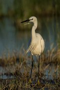 DPPhotography - Mallorca - Little egret - A