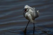 DPPhotography - Mallorca - Little egret - B