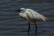 DPPhotography - Mallorca - Little egret - D
