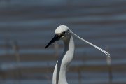 DPPhotography - Mallorca - Little egret - G
