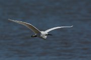 DPPhotography - Mallorca - Little egret - J