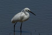 DPPhotography - Mallorca - Little egret - L