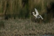 DPPhotography - Mallorca - Little egret - N