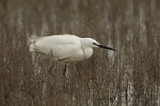 DPPhotography - Mallorca - Little egret - O