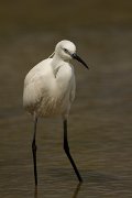DPPhotography - Mallorca - Little egret - P