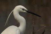DPPhotography - Mallorca - Little egret - Q
