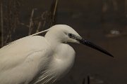 DPPhotography - Mallorca - Little egret - R