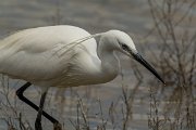DPPhotography - Mallorca - Little egret - T