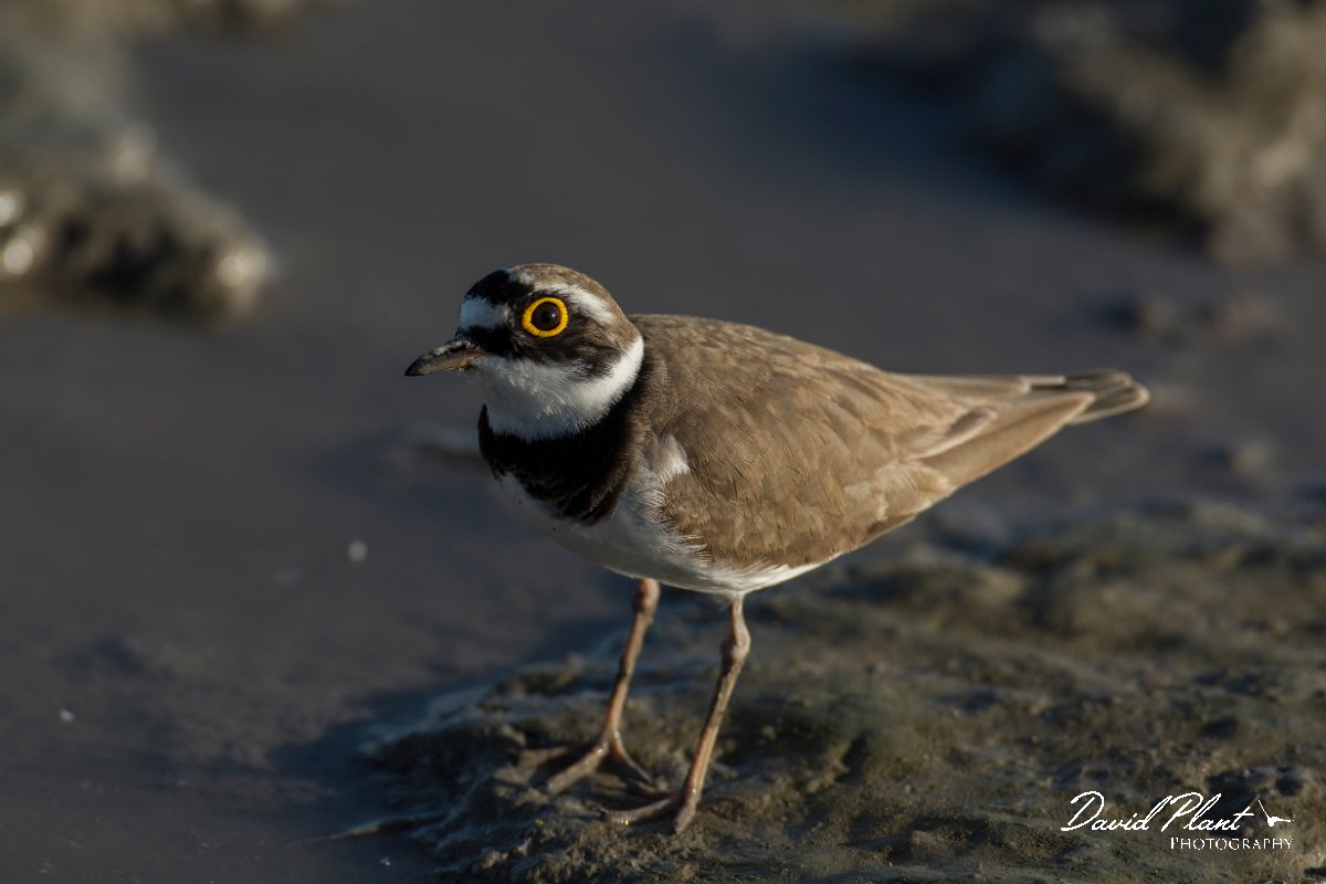 DPPhotography - Mallorca - Little ringed plover - A.jpg - Little ringed plover - s'Albufera, Mallorca