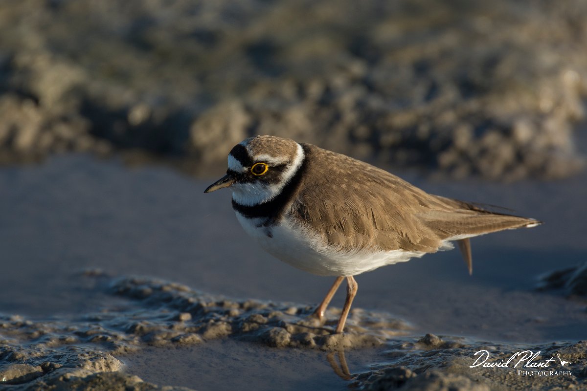 DPPhotography - Mallorca - Little ringed plover - C.jpg - Little ringed plover - s'Albufera, Mallorca