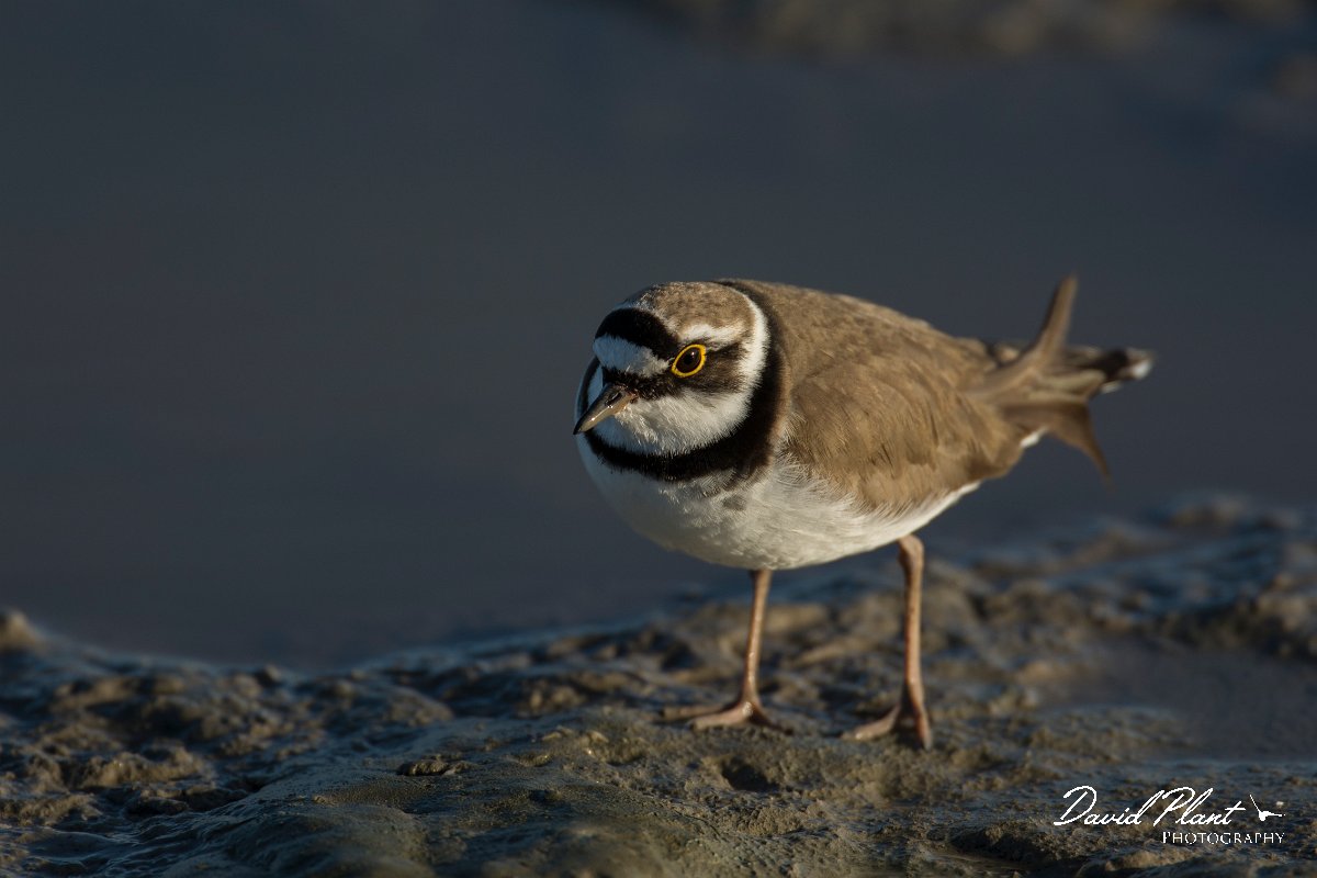 DPPhotography - Mallorca - Little ringed plover - D.jpg - Little ringed plover - s'Albufera, Mallorca