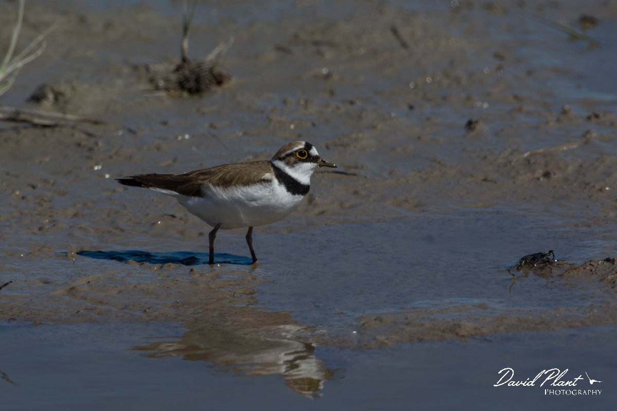 DPPhotography - Mallorca - Little ringed plover - G.jpg - Little ringed plover - s'Albufera, Mallorca