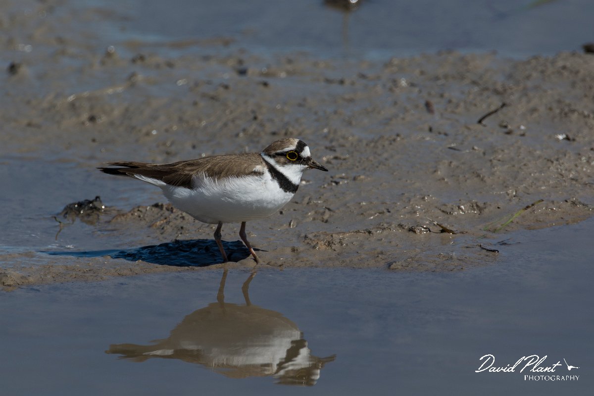 DPPhotography - Mallorca - Little ringed plover - H.jpg - Little ringed plover - s'Albufera, Mallorca