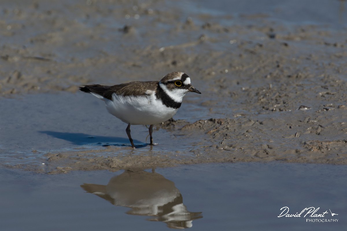 DPPhotography - Mallorca - Little ringed plover - I.jpg - Little ringed plover - s'Albufera, Mallorca