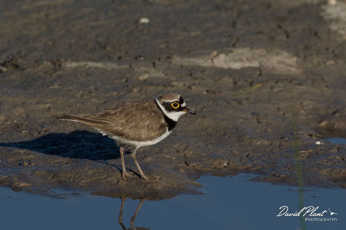 DPPhotography - Mallorca - Little ringed plover - O.jpg - Little ringed plover - s'Albufera, Mallorca