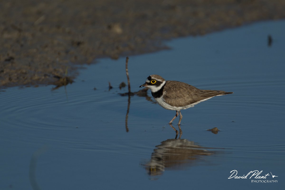 DPPhotography - Mallorca - Little ringed plover - P.jpg - Little ringed plover - s'Albufera, Mallorca