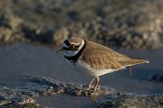 DPPhotography - Mallorca - Little ringed plover - C